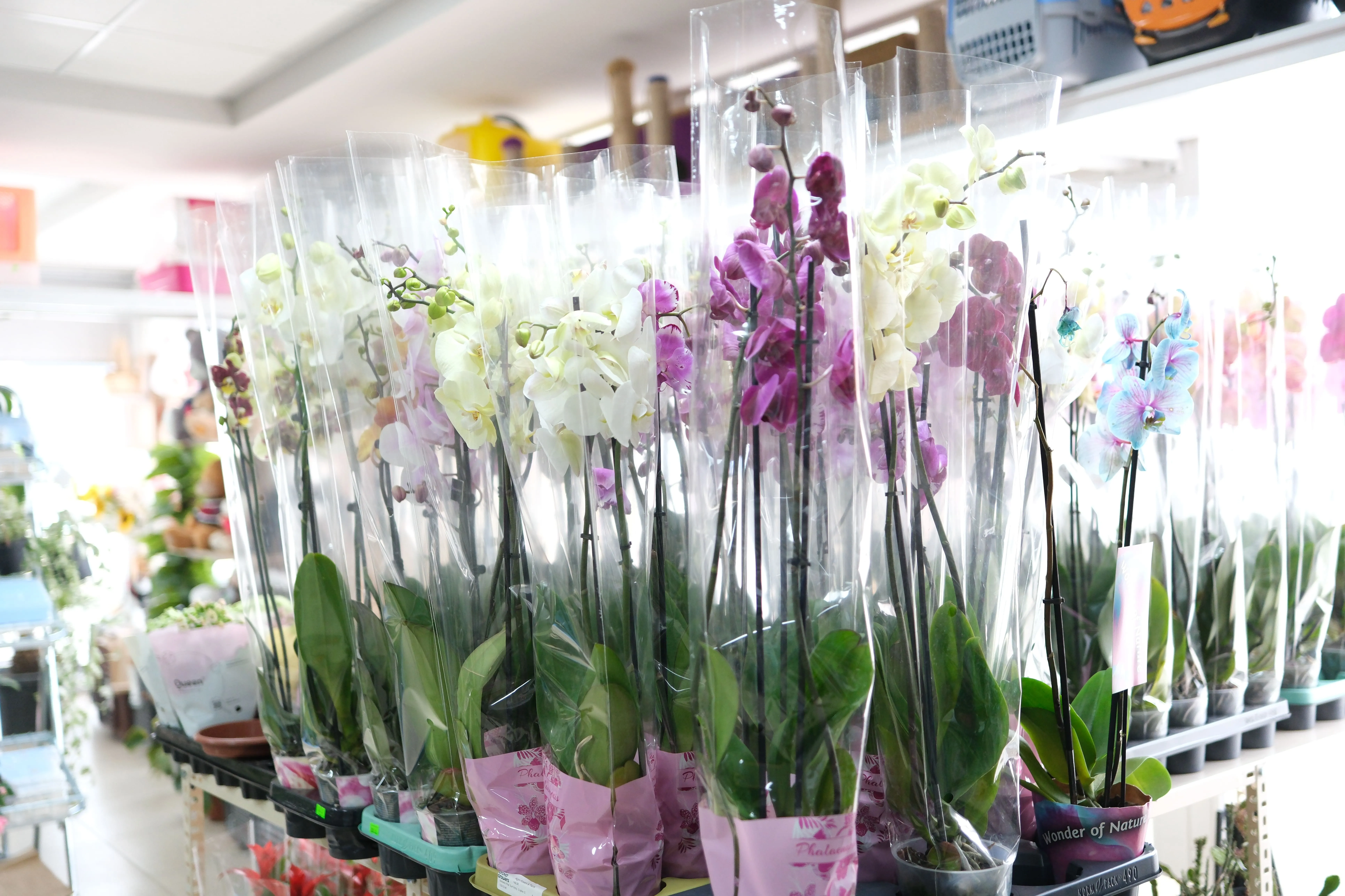 Buket ve Hediye Çiçekleri